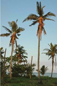 Coconut Wine Tuba - Palm Tree